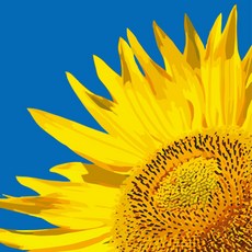 하모니아트 DIY 유화그리기 그림그리기 세트 유화페인팅 40x50 해바라기 한송이 enj+493dN