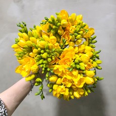 앤드플라워 생화 프리지아 +고급화병 후리지아 꽃배달, 프리지아5단 (50대)