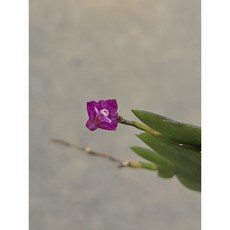 Dend rosellum玫瑰稜葉石斛/容易種植/迷你石斛/冬天葉子會變紅/勿直曬太陽/不怕冷熱/1.7吋小小的就會開