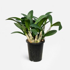 마이플랜트 대명석곡 중형 관엽식물 난초, 1개