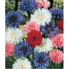 씨앗 수레국화 혼합 1kg, 1개