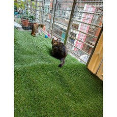 台灣現貨 像真草 景觀草 仿真草 擬真草 草皮 草墊 陽台草皮 寵物草皮, 綠色, 1個