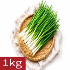 [말똥이네] 당일수확 향긋한 국내산 여수돌산 신선 쪽파, 1개, 1kg