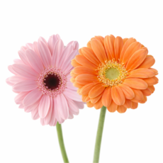 꽃담결 거베라 1+1 (2송이 발송) 한송이 생화 색상랜덤 미니꽃선물, 행사)거베라 1+1 이벤트(2송이발송), 1개