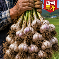 [백화점납품] 산지직송 장아찌용 국내산 햇마늘, 1박스, 1KG