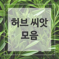 허브 씨앗 로즈마리 페퍼민트 카모마일 바질 라벤다 딜, 31. 유칼립투스(핑크태슬)