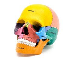 두개골 모형 분리형 해부학 실습 뇌구조 이해 분리가능 머리, 미니 두개골 모델, 1개