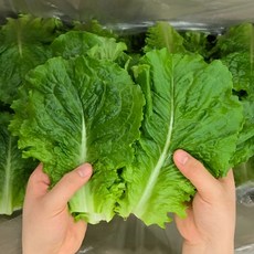 맛통령 국내산 아삭이 로메인 청상추, 1개, 1kg