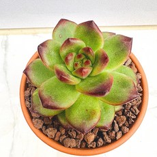 티엠 농장직송 산아래 다육이 생명력최고 키우기쉬운 공기정화 전자파차단 하월시아 다육 식물 선인장, 1개, 럭셔리