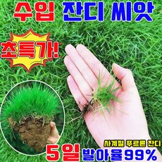 잔디 씨앗 산소용 7일 발아 잔디 씨앗 사계절 잔디 씨앗 수입 잔디 씨앗 고급 잔디씨앗 잔듸씨 사은품 런덤 증정, 1개, 500g