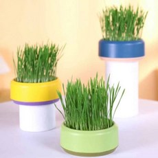 캣그라스 그릇 고양이 밀씨앗 수경재배 그릇 고양이간식 캣그라스 수경재배 캣닢 집사용품 자연친화 캣그라스키우기 고양이스트레스완화, 오렌지