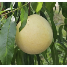 [한정물량] 국내산 명품 설아복숭아, 1박스, 1kg