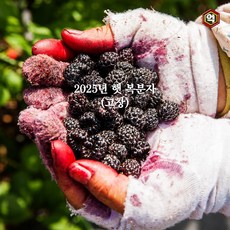 [억수로상회] 고창 산지직송 햇 토종 복분자(급냉/특품) 소포장, 1개, 1kg