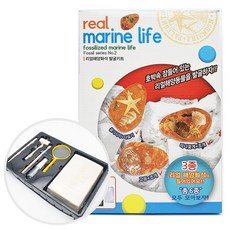 12000 리얼 해양화석 발굴키트 1개 랜덤 - 과학완구 탐구완구 발견 탐험