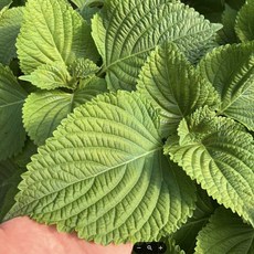 그맛남 국내산 당일수확 포장 찹찹이깻잎 500g 야채 채소 반찬, 1개