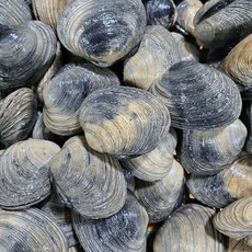 개조개 국내산 태안 거제 생물 대합, 1세트, 1kg (3-4미 내외)