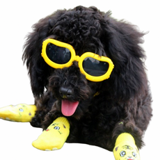 강아지 선글라스 애견 고글 도글라스 멍글라스 개글라스 소형견 중형견 대형견 반려견 UV차단 안경, 노랑, 1개