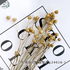 大好屋 永生臨花 永生相思豆 亞麻果實乾燥花材 一份約25-35個花頭, 乾燥相思豆【原色】小束25-35花頭