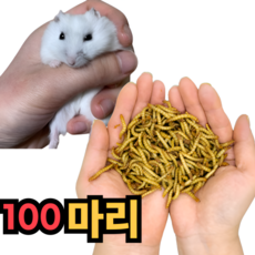 살아있는밀웜 100마리 밀웜 햄스터밀웜 생밀웜, 1개, 13g