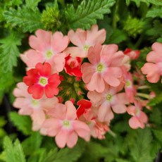 라망가든 버베나 피치 소형 야생화 꽃모종, 4개