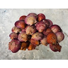 국내산 홍가리비 4kg 68미내외