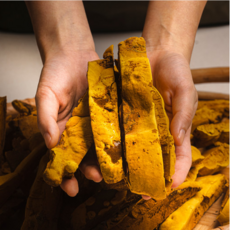 국내 산지직송 무주 반딧불상황버섯 실속형100g, 1개