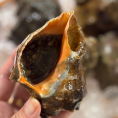 [통영직송] 자연산 제철 생물 특대 참소라 뿔소라 삐뚤이소라 털소라 촛대고둥 손질 모음, 1개, 삐뚜리소라(원물) 1kg(4미)