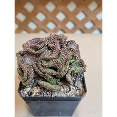 팅커벨 공작환철화5년생, 1개