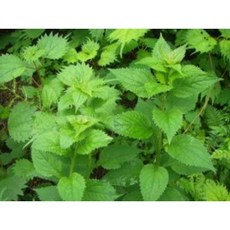 영아자종근 7주, 1개