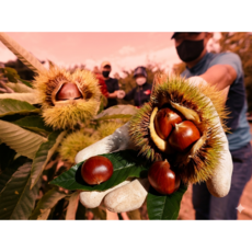 국내산 밤 생율 약 단밤 생밤 햇밤 오도독 부여 공주밤 아이영양간식, 1개, 1kg