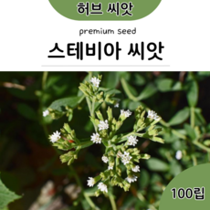 스테비아 씨앗 100립 스테비아 종자 10알, 1개