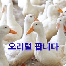 오리털 오리털삽니다 오리털팝니다 오리털판매 크레용체육복