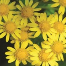 원예식물 씨앗 여름 노란꽃 종자