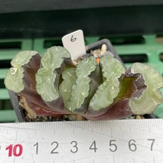 G.L.魔仙園 多肉植物 百合Haworthia實生玉扇系列, 06