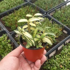 [숯돌꽃]석곡 무늬석곡 삼관왕 덴드로비움 환상중투 향기난