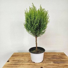 거실 인테리어 율마 공기정화 베란다 생화 화분 식물 토피어리 반려식물 60cm