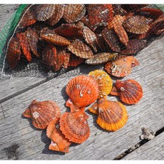 바다의품격 통영 제철 세척 비단 홍가리비, 1개, 1kg