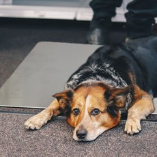 강화알루미늄패드 대형알루미늄패드 알루미늄스토리지 알루미늄용기 알루미늄캐리어S 알루미늄사무용패드 알루미늄휴대용패드 알루미늄패드가구 알루미늄 애완동물 패드 알루미늄패드