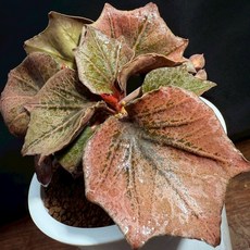 【布楚禮】彩葉麒麟 世界樹系列 274