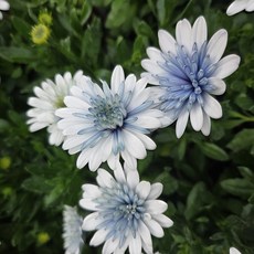 라망가든 겹데모루 스틸블루 블루계열 오스테우스펄멈 봄꽃모종, 2개