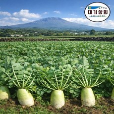 국내산 제주도 세척 월동무 싱건지무 5kg .8kg 알뜰농장, 1개, 8~9kg
