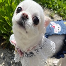 다온58 강아지 스카프 핑크 S 레이스