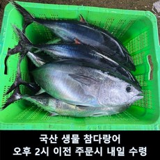 국산 생물 참다랑어 얼리지 않은 참치, 1개, 4~6kg 내외 1미