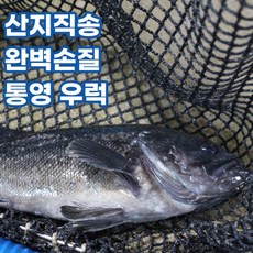 당일손질 통영 활 우럭 1마리 500g 실중량 350g, 1개