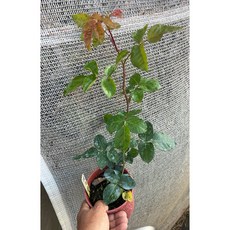 祝你好運玫瑰 大花 多花 四季開花, 四吋盆