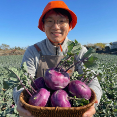 산지한입 제주 햇 콜라비 선물용 가정용, 2kg, 1박스