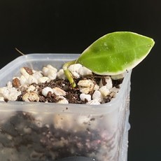 호야 아사미 우노소보 라쿠노사 바리에가타 동일품배송