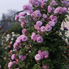 주택담장 전원주택 울타리 테라스 주택 팬스 휀스 난간펜스, L. 라벤더 화환 어머니 묘목 1.6m