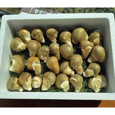 불로정생 참송이버섯 무농약 국내산 가정용 500g 친환경 산지직송, 1박스