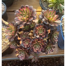 늘꽃다육 차크라 안전배송. 리톱스 다육 식물 선인장 인테리어 집 꾸미기 화분, 1개